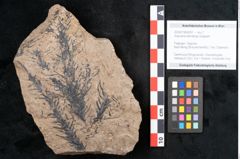Foto (Objekt + Etikett) von Araucaria sternbergii Goeppert (NHMW-GEO-2024-0188-8297)